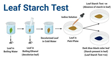 based on the results in the test for starch brainly|Based on the results in the test for starch (carbohydrates  .